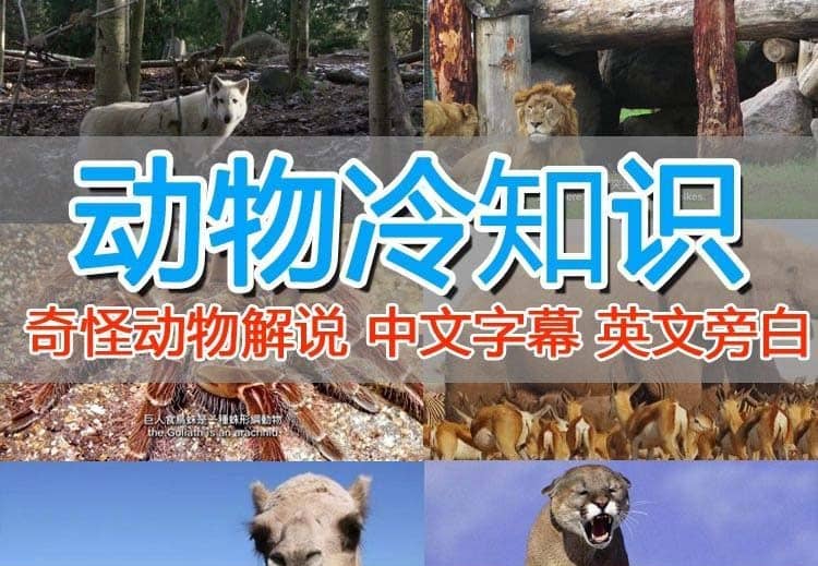 外面卖1699的国外纪录片解说（动物解说、美食、动画片）稳过中视频即刻搞钱-网创项目资源站-副业项目-创业项目-搞钱项目即刻搞钱